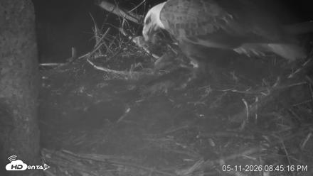 VINS Bald Eagles Nest Live Cams - May 11, 2026, 8:46pm EDT
