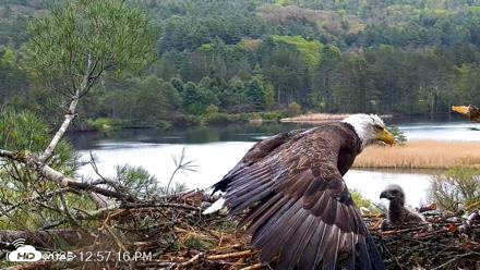 VINS Bald Eagles Nest Live Cams - May 13, 2026, 12:57pm EDT
