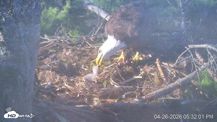 VINS Bald Eagles Nest Live Cams - Apr 26, 2026, 5:32pm EDT