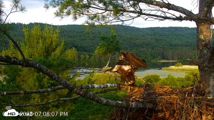 VINS Bald Eagles Nest Live Cams - Jul 9, 2026, 7:08pm EDT