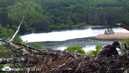 VINS Bald Eagles Nest Live Cams - May 28, 2026, 7:44pm EDT