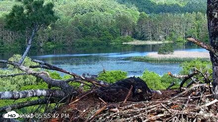 VINS Bald Eagles Nest Live Cams - Jun 18, 2026, 5:56pm EDT