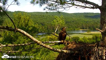 VINS Bald Eagles Nest Live Cams - Jul 9, 2026, 2:53pm EDT