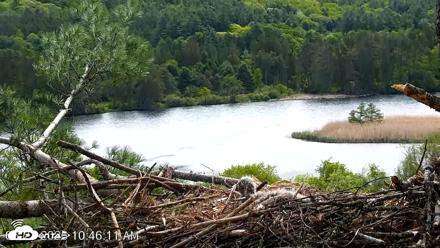 VINS Bald Eagles Nest Live Cams - May 21, 2026, 10:46am EDT