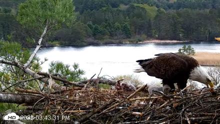 VINS Bald Eagles Nest Live Cams - May 5, 2026, 3:44pm EDT