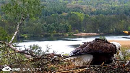 VINS Bald Eagles Nest Live Cams - May 13, 2026, 12:57pm EDT