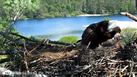VINS Bald Eagles Nest Live Cams - May 20, 2026, 3:09pm EDT