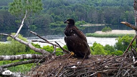 VINS Bald Eagles Nest Live Cams - Jun 25, 2026, 7:19pm EDT