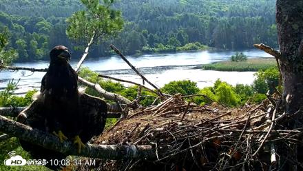 VINS Bald Eagles Nest Live Cams - Jul 3, 2026, 10:09am EDT