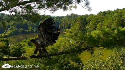 VINS Bald Eagles Nest Live Cams - Jul 26, 2026, 9:27am EDT