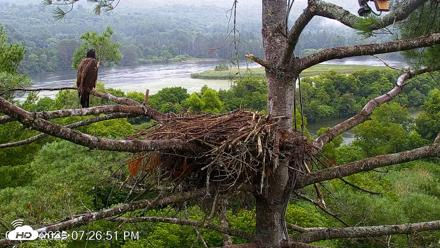 VINS Bald Eagles Nest Live Cams - Jul 28, 2026, 7:27pm EDT