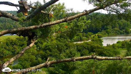 VINS Bald Eagles Nest Live Cams - Jul 20, 2026, 3:42pm EDT