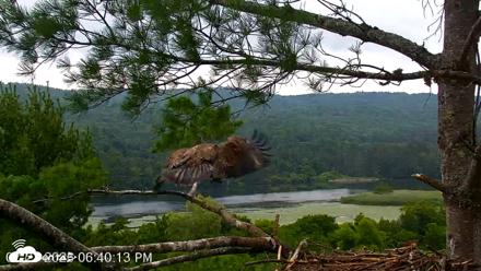 VINS Bald Eagles Nest Live Cams - Jul 21, 2026, 6:41pm EDT