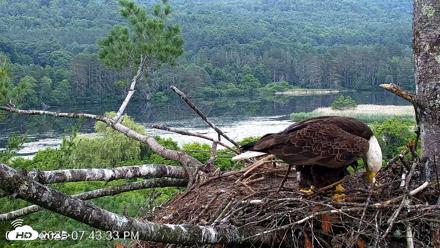 VINS Bald Eagles Nest Live Cams - Jul 1, 2026, 7:44pm EDT