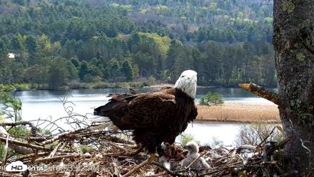 VINS Bald Eagles Nest Live Cams - May 5, 2026, 10:54am EDT