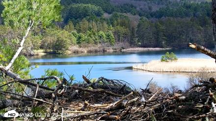 VINS Bald Eagles Nest Live Cams - Apr 27, 2026, 2:15pm EDT