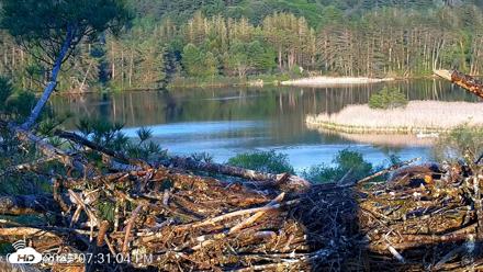 VINS Bald Eagles Nest Live Cams - May 18, 2026, 7:32pm EDT
