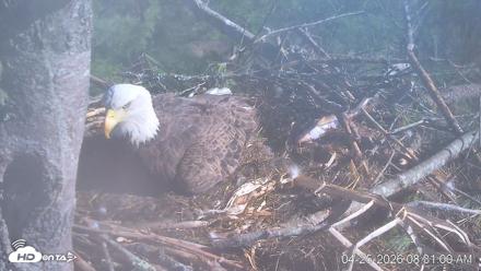 VINS Bald Eagles Nest Live Cams - Apr 25, 2026, 8:31am EDT