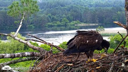 VINS Bald Eagles Nest Live Cams - Jun 26, 2026, 9:27am EDT