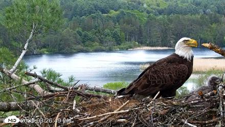 VINS Bald Eagles Nest Live Cams - May 19, 2026, 3:27pm EDT