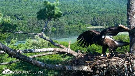 VINS Bald Eagles Nest Live Cams - Jul 24, 2026, 4:06pm EDT