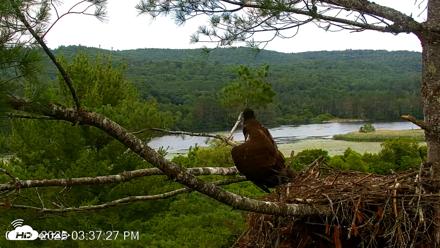 VINS Bald Eagles Nest Live Cams - Jul 10, 2026, 3:38pm EDT