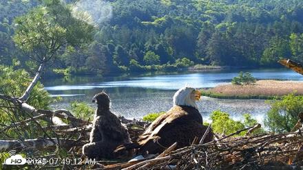 VINS Bald Eagles Nest Live Cams - May 28, 2026, 7:49am EDT