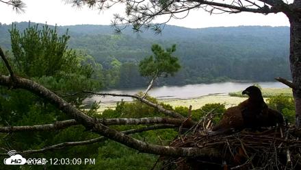 VINS Bald Eagles Nest Live Cams - Jul 16, 2026, 12:04pm EDT