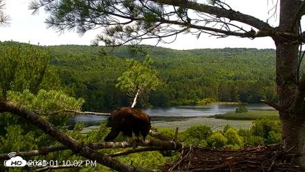 VINS Bald Eagles Nest Live Cams - Jul 20, 2026, 1:10pm EDT