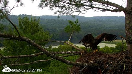 VINS Bald Eagles Nest Live Cams - Jul 7, 2026, 2:29pm EDT