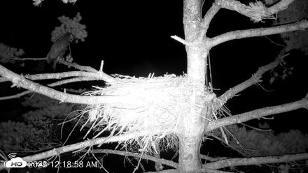 VINS Bald Eagles Nest Live Cams - Jul 27, 2026, 12:19am EDT