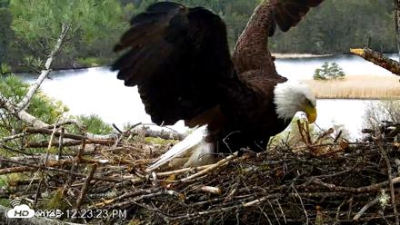 VINS Bald Eagles Nest Live Cams - May 8, 2026, 12:24pm EDT