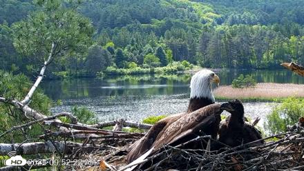 VINS Bald Eagles Nest Live Cams - Jun 1, 2026, 9:53am EDT