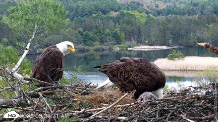 VINS Bald Eagles Nest Live Cams - May 13, 2026, 9:37am EDT