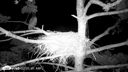 VINS Bald Eagles Nest Live Cams - Aug 14, 2026, 2:02am EDT