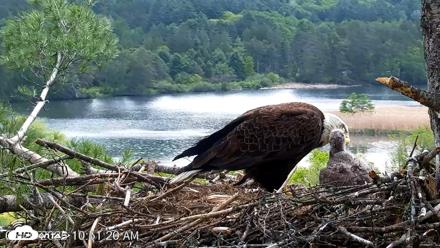 VINS Bald Eagles Nest Live Cams - May 20, 2026, 10:52am EDT