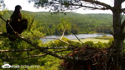 VINS Bald Eagles Nest Live Cams - Jul 3, 2026, 12:57pm EDT