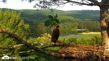 VINS Bald Eagles Nest Live Cams - Jul 16, 2026, 6:00pm EDT