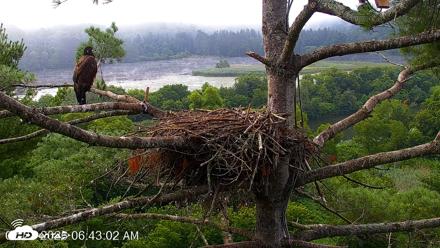 VINS Bald Eagles Nest Live Cams - Jul 27, 2026, 6:43am EDT