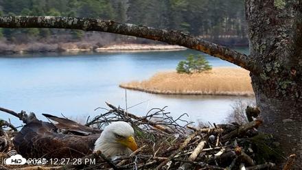VINS Bald Eagles Nest Live Cams - Apr 10, 2026, 12:28pm EDT
