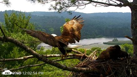 VINS Bald Eagles Nest Live Cams - Jul 16, 2026, 12:03pm EDT
