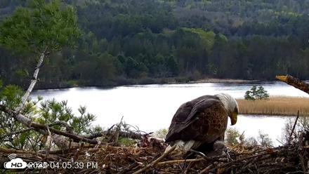 VINS Bald Eagles Nest Live Cams - May 5, 2026, 4:06pm EDT