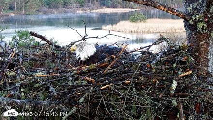VINS Bald Eagles Nest Live Cams - Apr 19, 2026, 7:16pm EDT