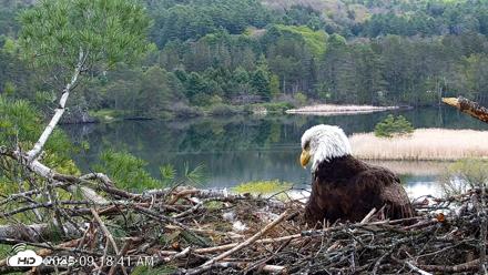VINS Bald Eagles Nest Live Cams - May 13, 2026, 9:19am EDT