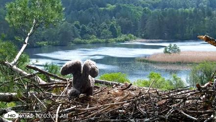 VINS Bald Eagles Nest Live Cams - May 20, 2026, 10:04am EDT