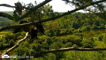 VINS Bald Eagles Nest Live Cams - Jul 24, 2026, 10:56am EDT