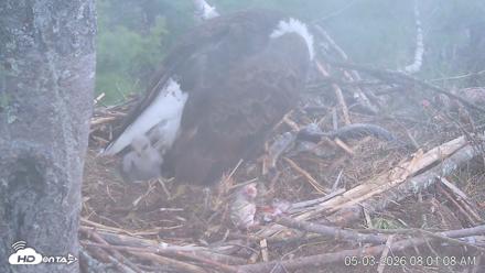 VINS Bald Eagles Nest Live Cams - May 3, 2026, 8:01am EDT