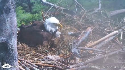 VINS Bald Eagles Nest Live Cams - May 7, 2026, 9:24am EDT