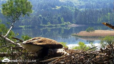 VINS Bald Eagles Nest Live Cams - May 19, 2026, 9:14am EDT