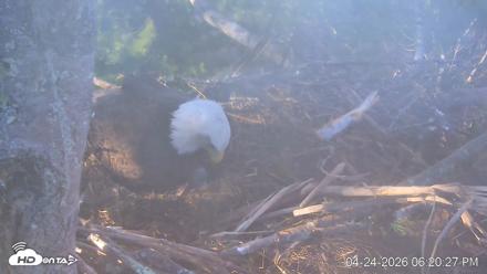 VINS Bald Eagles Nest Live Cams - Apr 24, 2026, 6:21pm EDT
